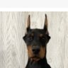 Odizzle profil fotoğrafı