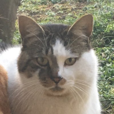 Francis's profile picture