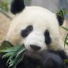 chiko's profile picture