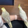 ゆきんちょ 的头像