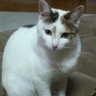 るーちぇ 的头像