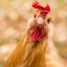 Фото профиля Poupoulle 🐔