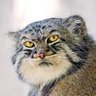 印象派のくーろん 的头像