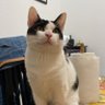 Arlecq profil fotoğrafı