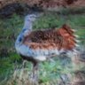 eddy edens (natuurgericht) profil fotoğrafı