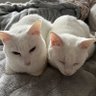 _mari_ki_'s profile picture