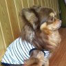 CHIWAWA INUMARU's profile picture