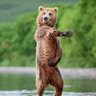 Фото профиля bearr