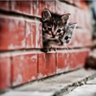 Фото профиля ブロック猫