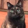りんご猫と暮らす profil fotoğrafı