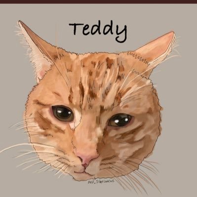 Teddytabbycat1's profile picture