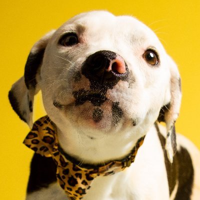 Best in Dogs's profile picture