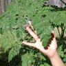 Plant trees•destroy lawns•decommodify food's profile picture