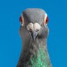 BrokeBird's profile picture
