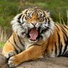 Profilbild von Khokan Ghosal