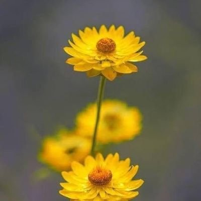 mert_asli68's profile picture