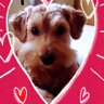 サラとアウル🐕️'s profile picture