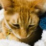パピヨン's profile picture
