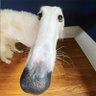 Фото профиля Borzoi Appreciator