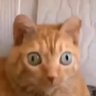 memesbyginger profil fotoğrafı