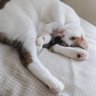 hanimaru's profile picture