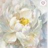 Фото профиля Diana Carr