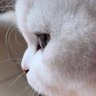 Mahiba Mansour profil fotoğrafı