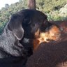 Frederico - The Dog!!! 🇧🇷🚩 profil fotoğrafı