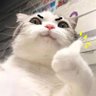 Eric Rodriguez profil fotoğrafı