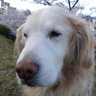 にいにい profil fotoğrafı