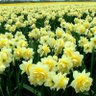 Фото профиля A.GÖNÜLLL