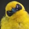 NilAr's profile picture