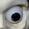 Фото профиля Spookybugaloo2