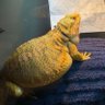 Фото профиля T Rex