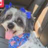Profilbild von rescuedog66