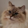 加国老中's profile picture