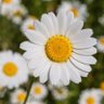 Фото профиля Daisy