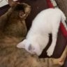 chiu's profile picture