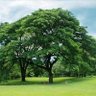 The Tree profil fotoฤrafฤฑ