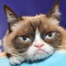 thesoftestshark's profile picture