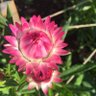 flowermiyy profil fotoğrafı