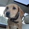 Holden Hiscock's profile picture