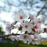 桜嵐～ちえり～｡(^▽^*) profil fotoğrafı