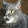 gato justiciero 的头像