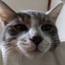 さにゃお's profile picture