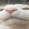 Rastasta's profile picture