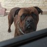 Фото профиля CrazyBoxer