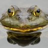 Profilbild von Mr Paddaman