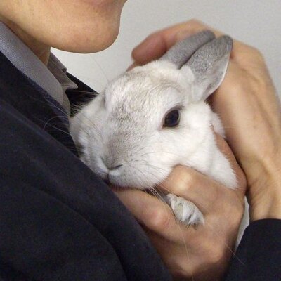 PapaRabbit's profile picture