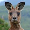 OGP 🇦🇺 的头像